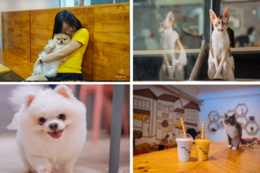 5 Adorable Pet Cafes in Kuala Lumpur and Selangor to Visit - www.lokalocal.com
